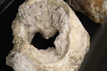 Mammoth Bones