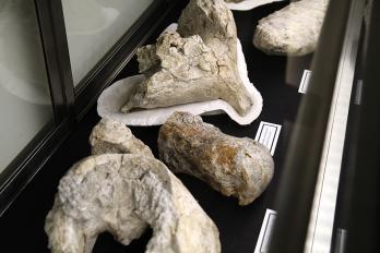 Mammoth Bones