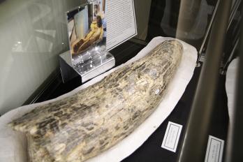 Mammoth Bones