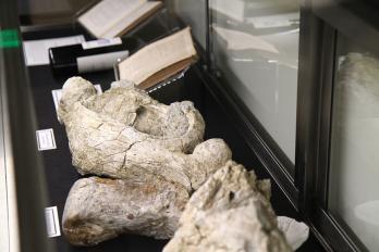 Mammoth Bones