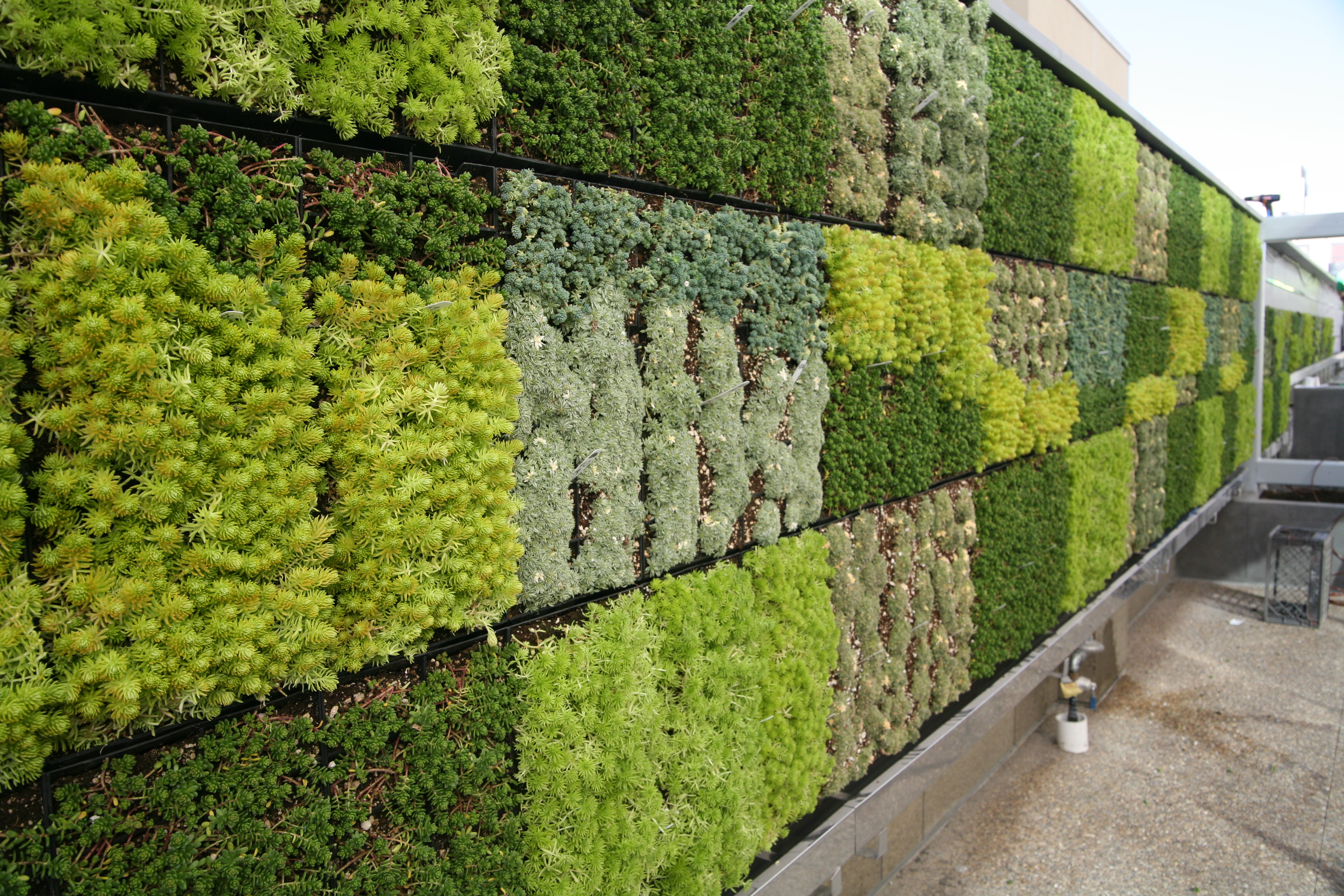 wall green wall green