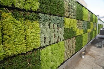 Green Wall